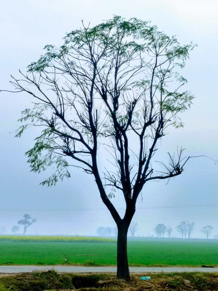 Winter Tree