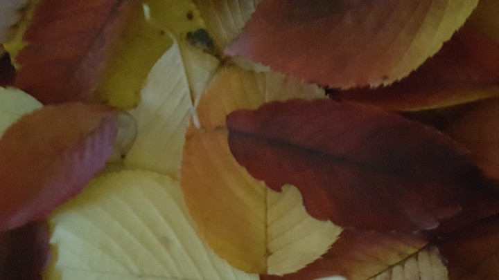 가을