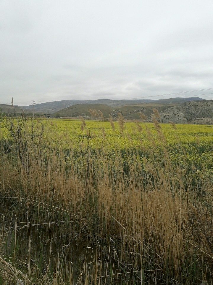 Beautiful plains