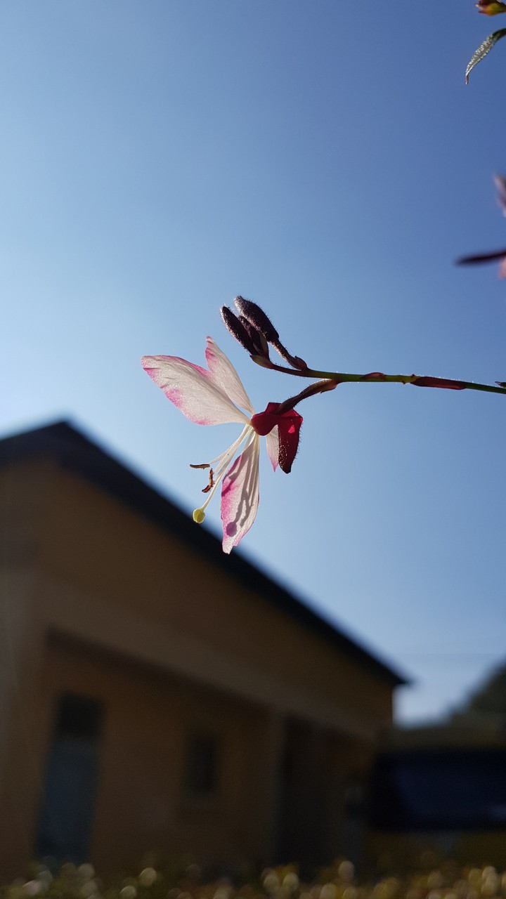 pink flower