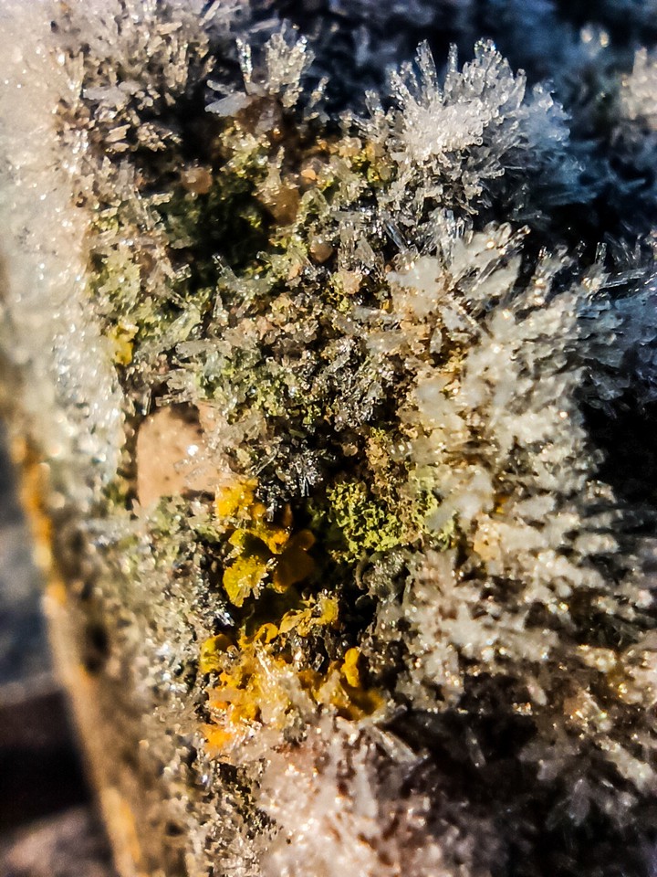 frost