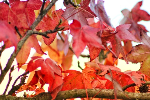 Red explosion
