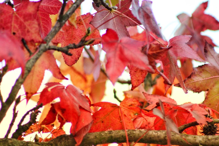Red explosion