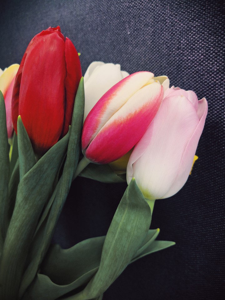 tulips ?