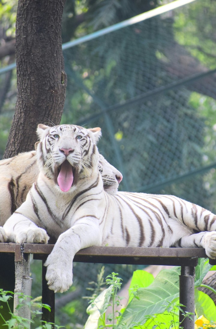 White Tiger