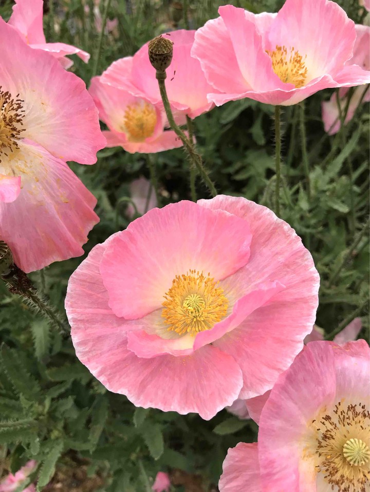 Opium poppy