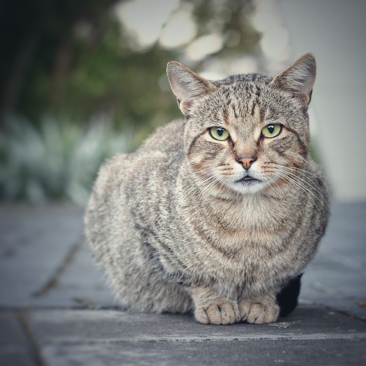 cat