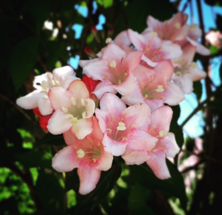 Summer Flower