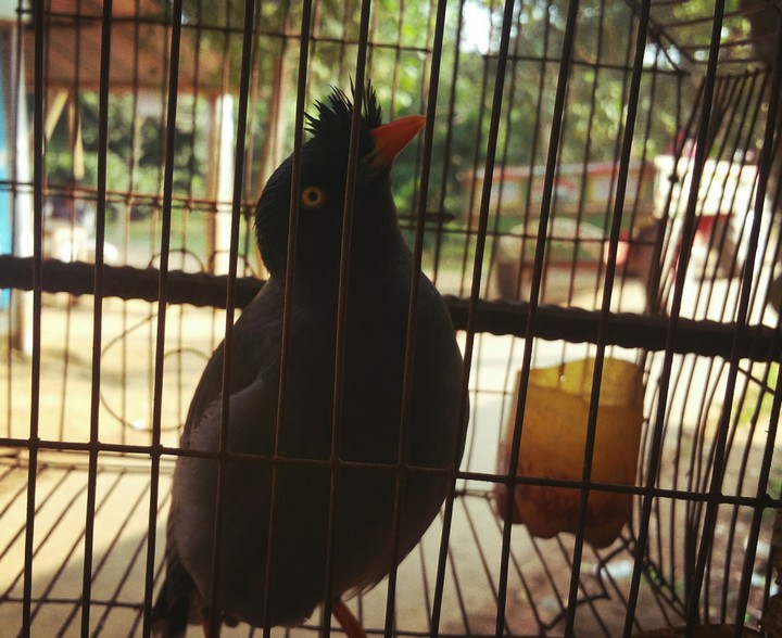 Caged Bird
