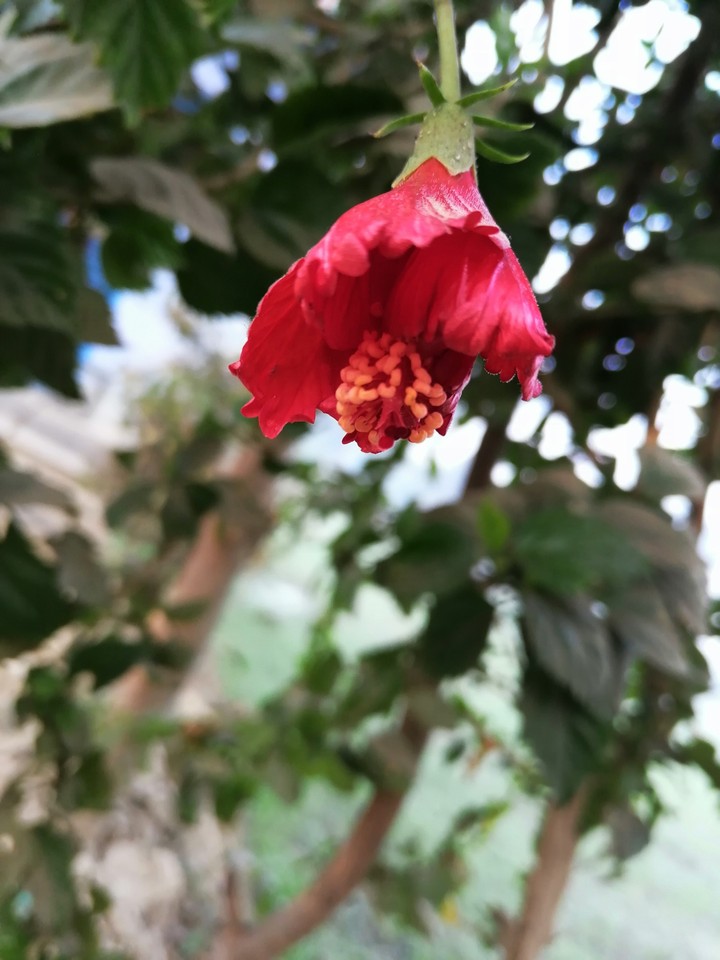 red flower