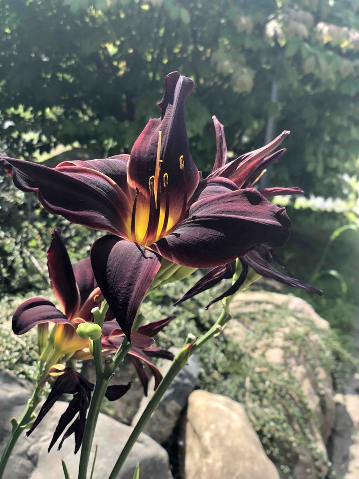 fleurs