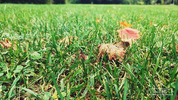 Grass