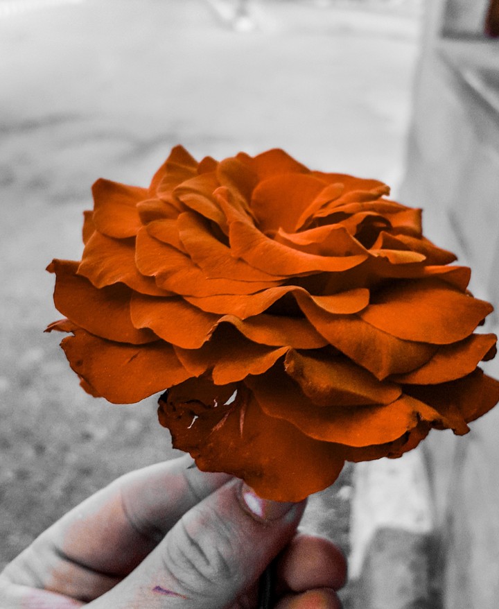 flower