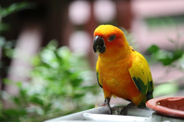 Parrot