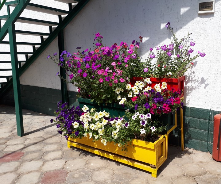 Petunias