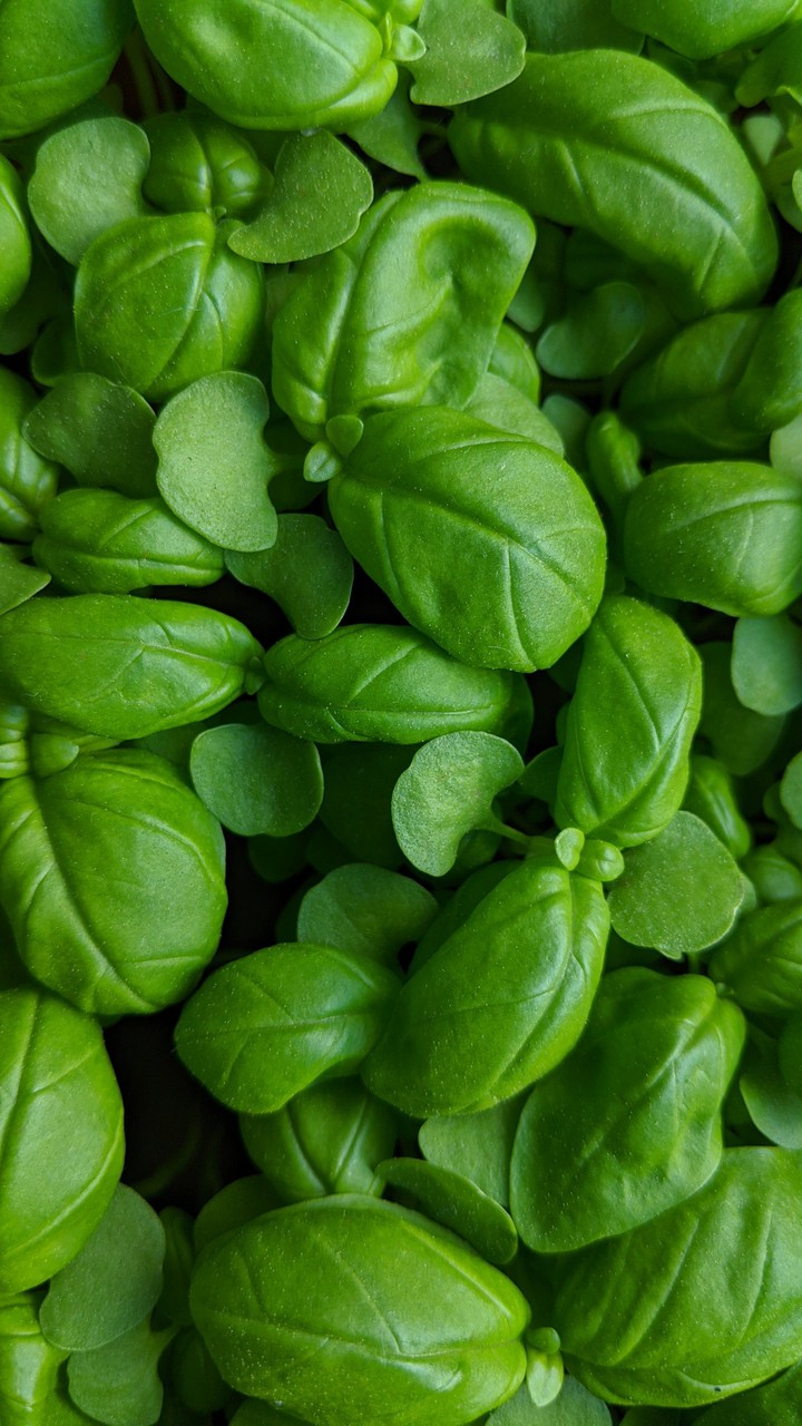 Basil