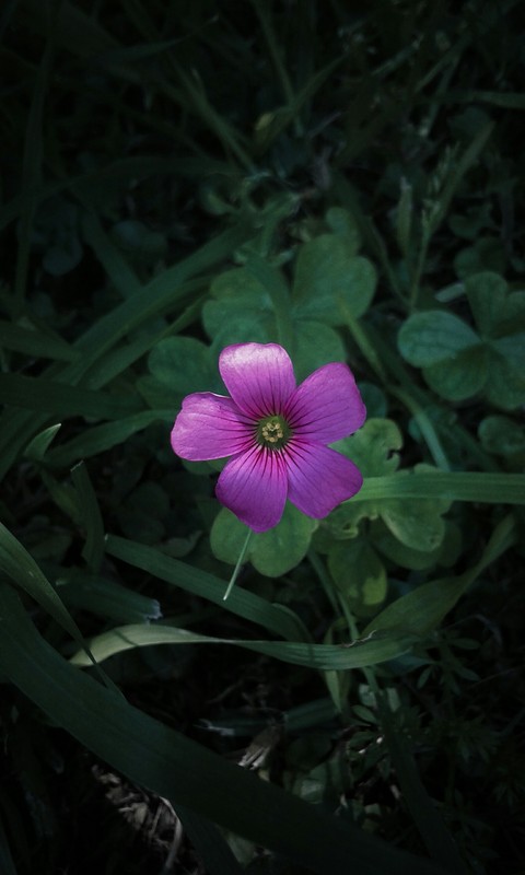 flor rosada