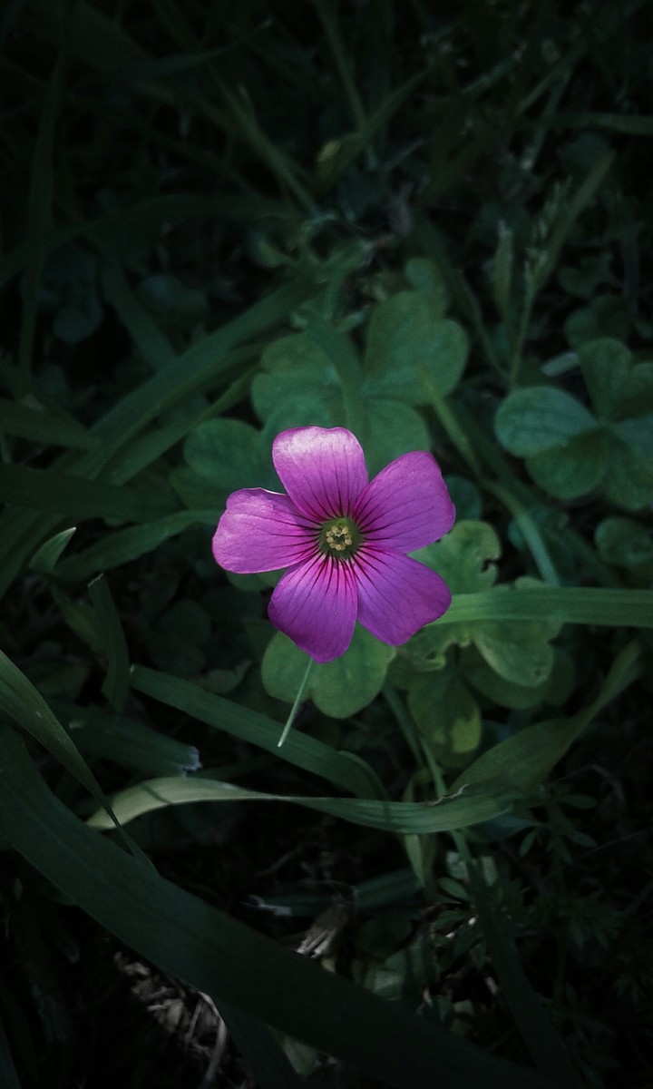 flor rosada