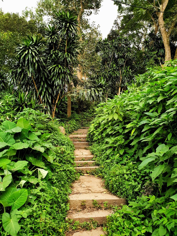 The path
