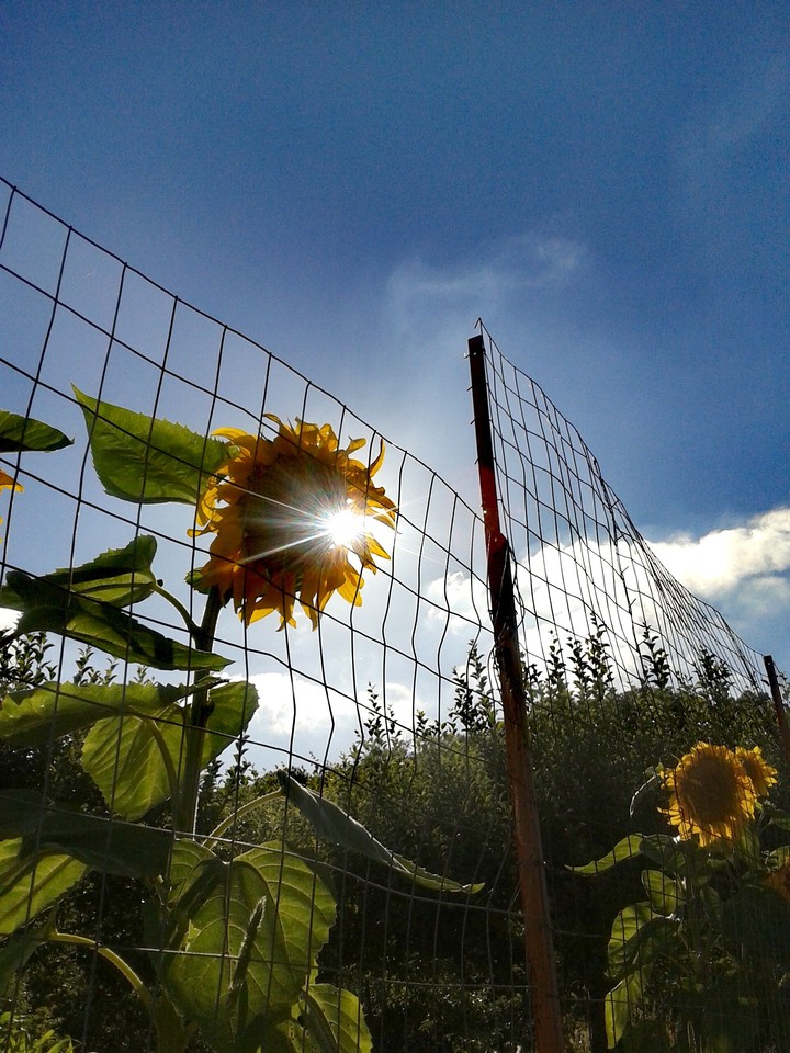 Sunflower