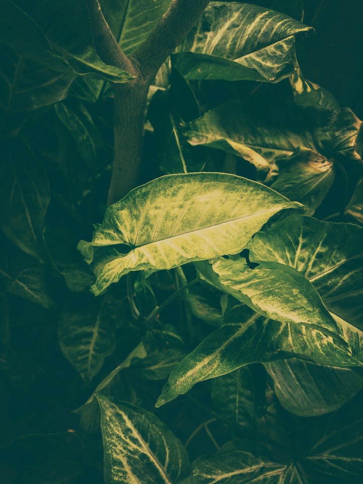 leaves