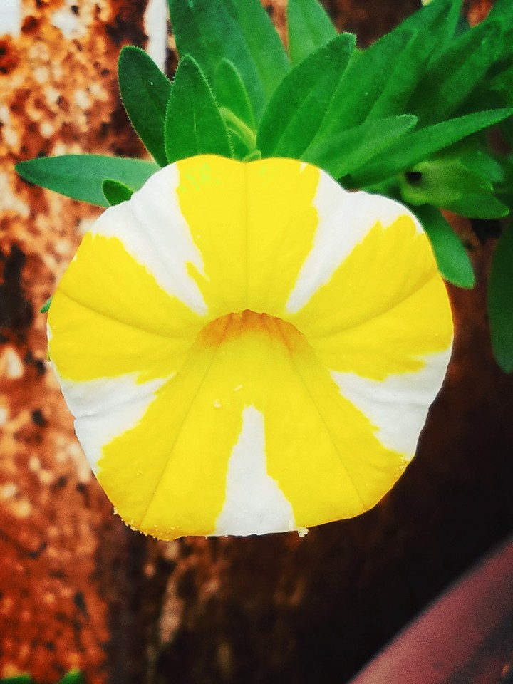 small flower