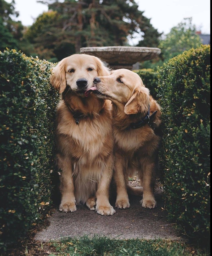 Dogs