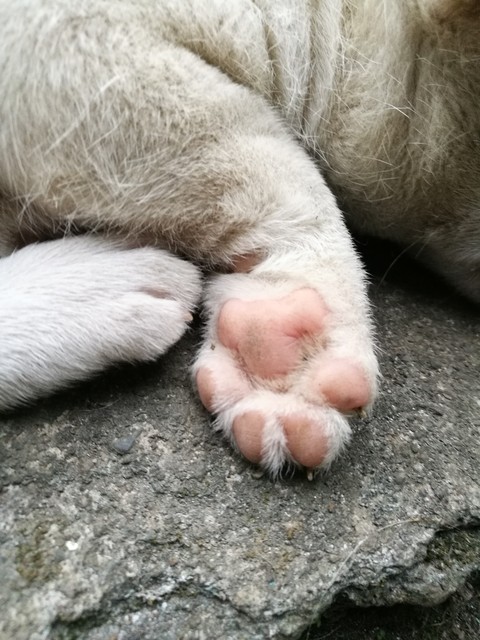 Dog's Paw