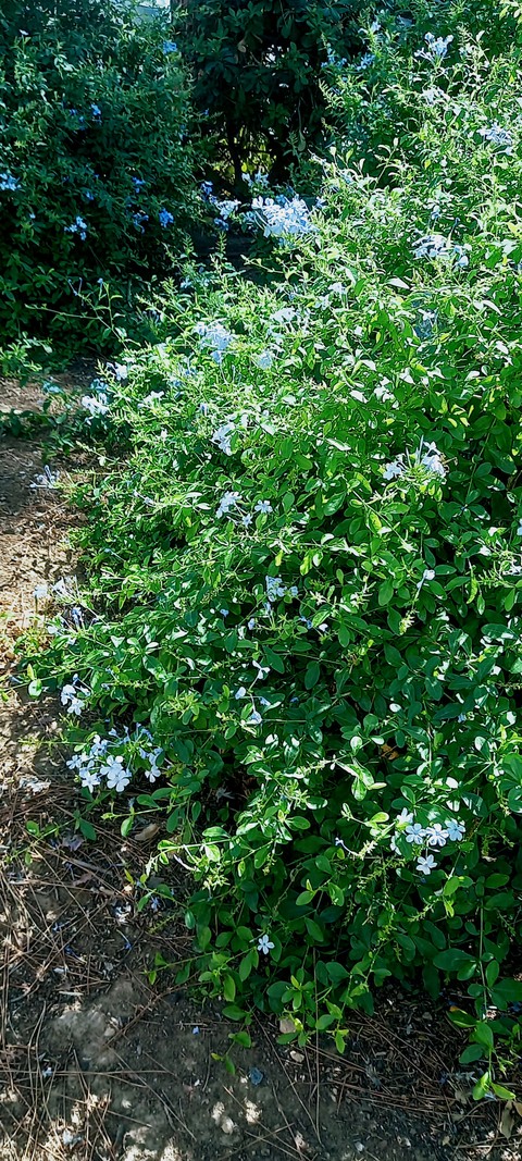 Happy bush (click)