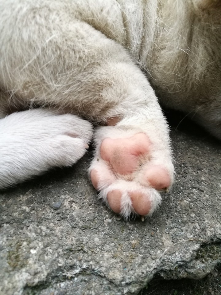 Dog's Paw