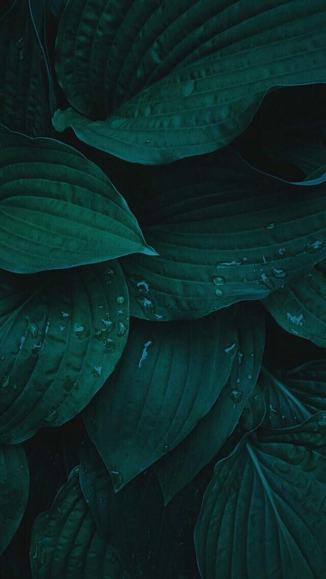 leaves tears