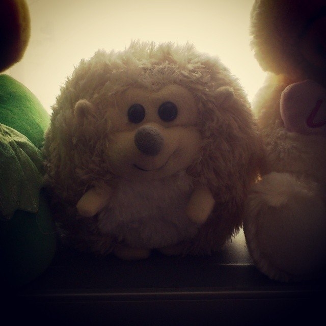 hedgehog