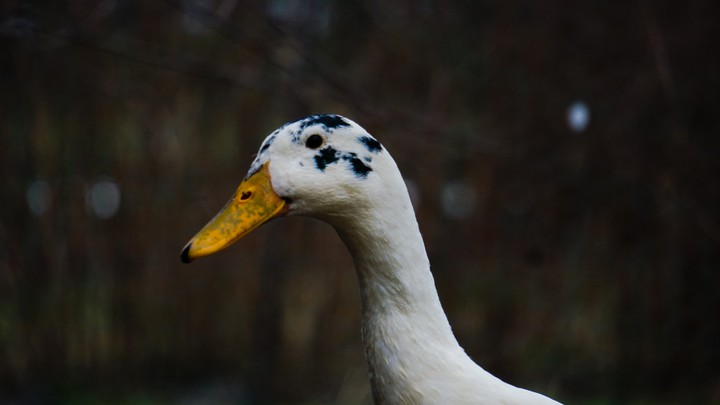 its a Duck