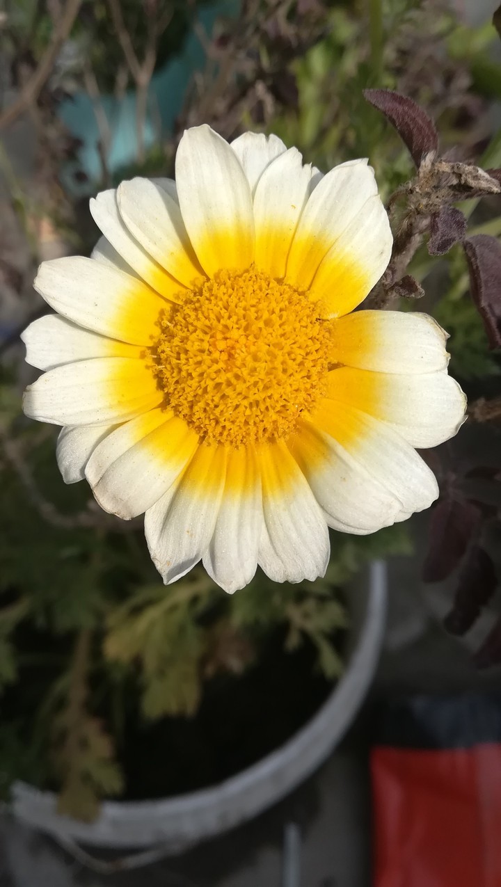 Flower