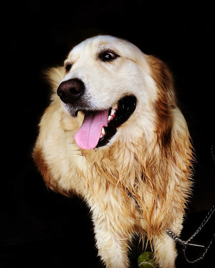 #golden retriever#love 