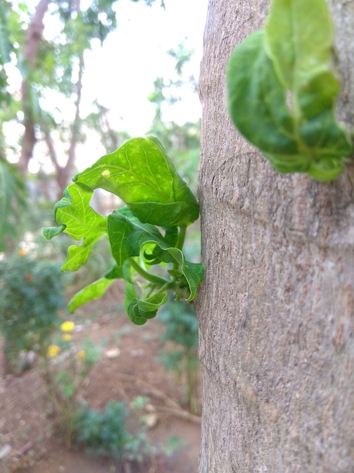 super nature