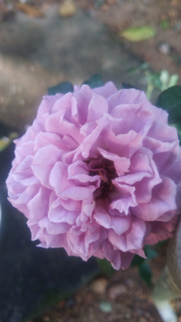 purple Rose