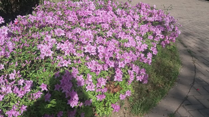 철죽