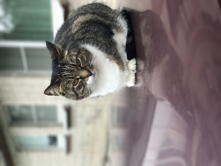 cat