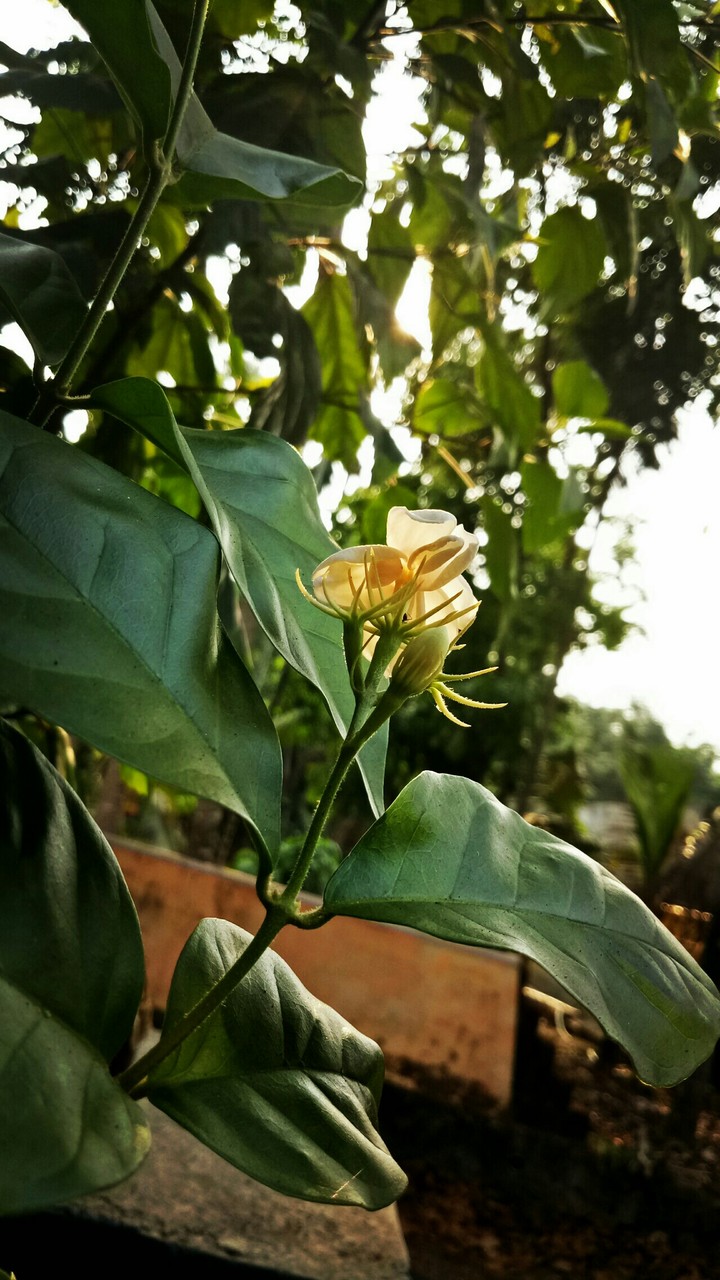 The beauty of sun and now it comes inside the Jasmine flower