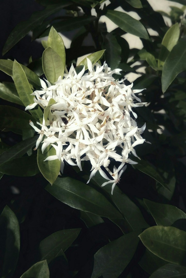 White Colour