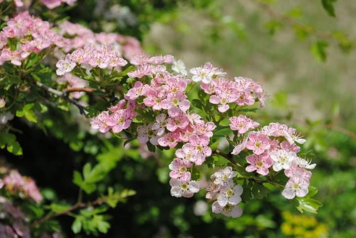 spring