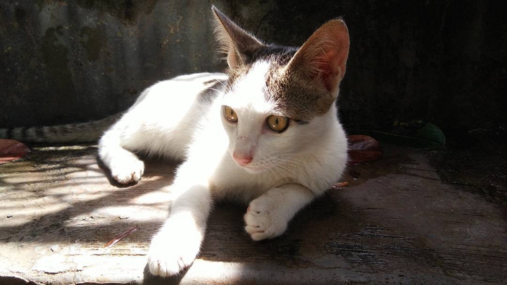 SWEET CAT