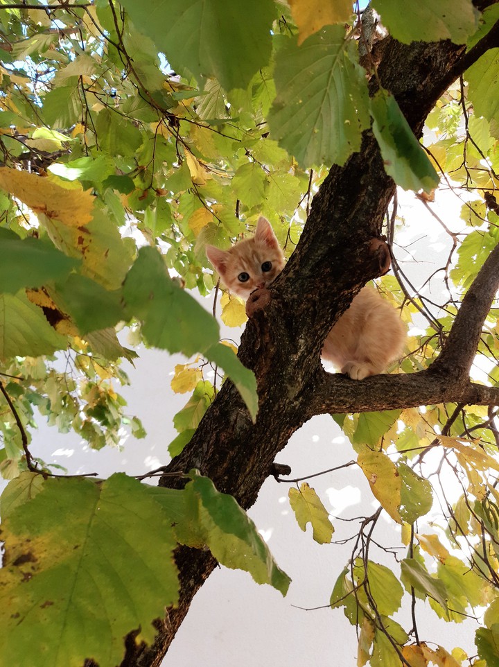 Kitten :)