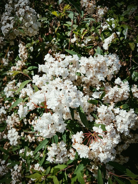 spring flowers