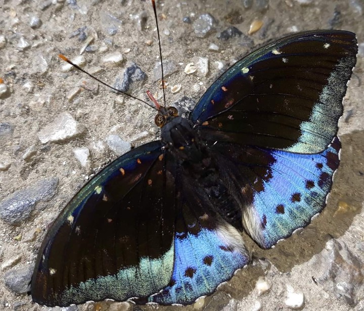 Butterfly