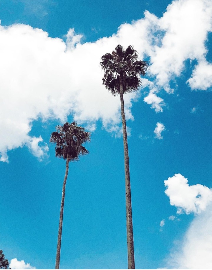 palms
