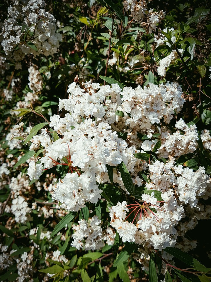 spring flowers