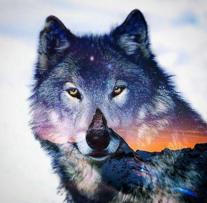 Animais