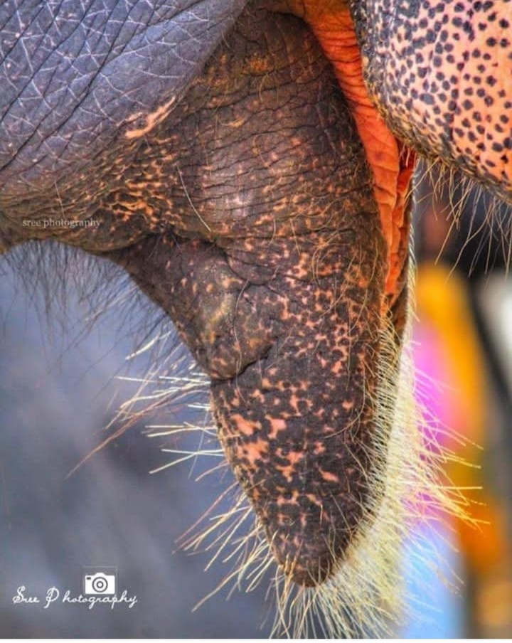 elephant